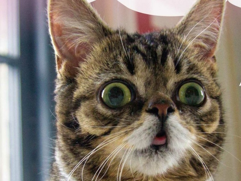 Смешной кот