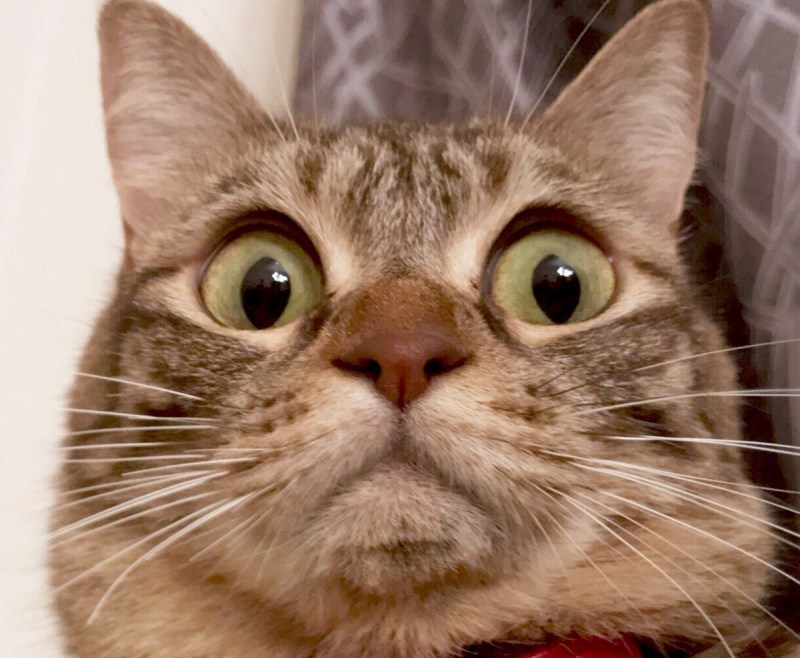 Удивленный кот