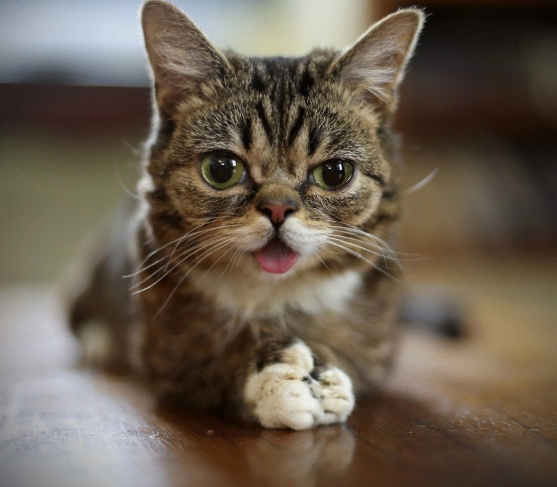 Lil Bub кошка