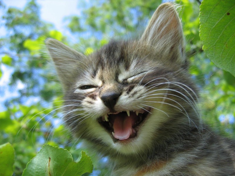 Кошечка смеется