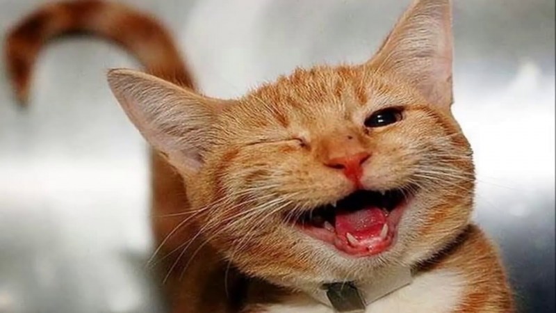 Кошка ржет