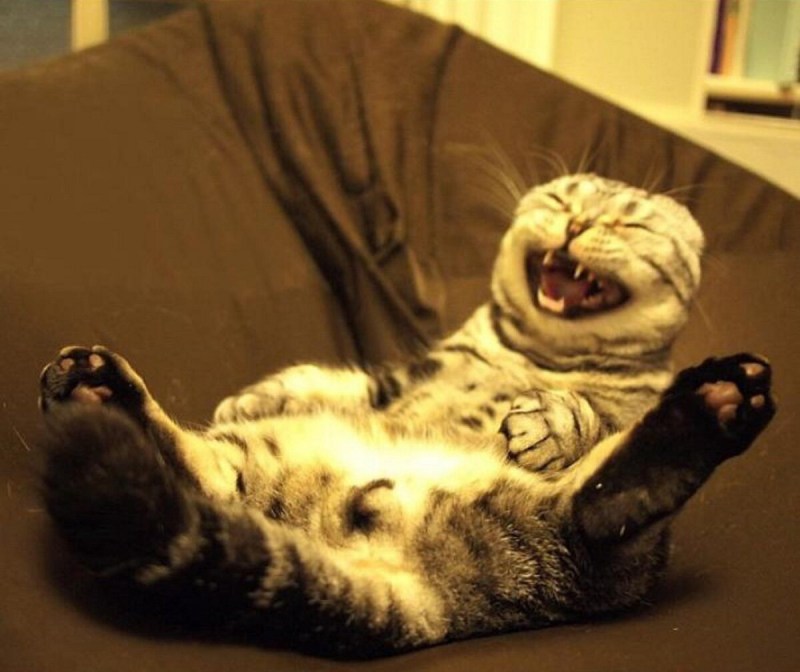 Кот угорает