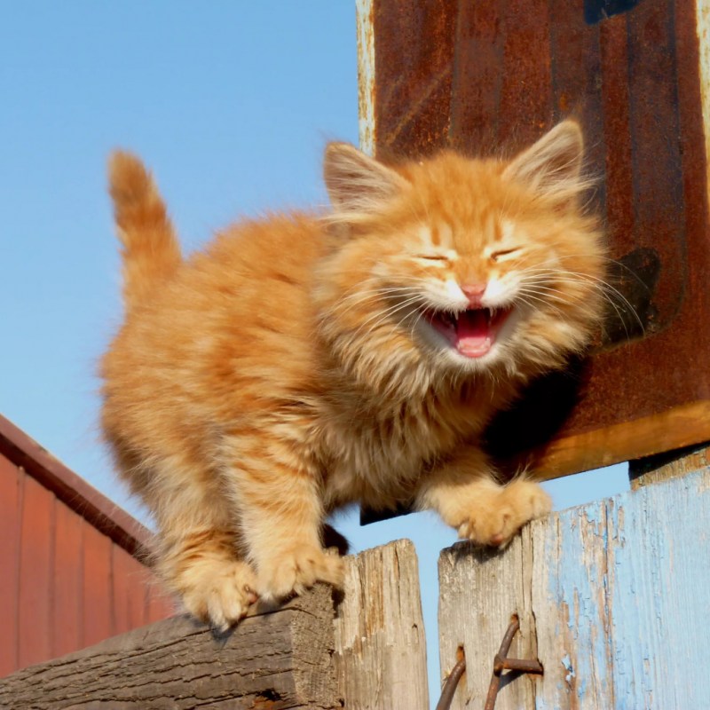 Рыжий котенок улыбается