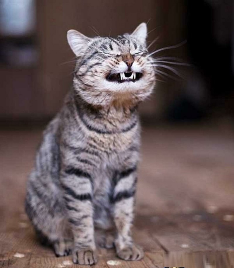 Ржачные коты