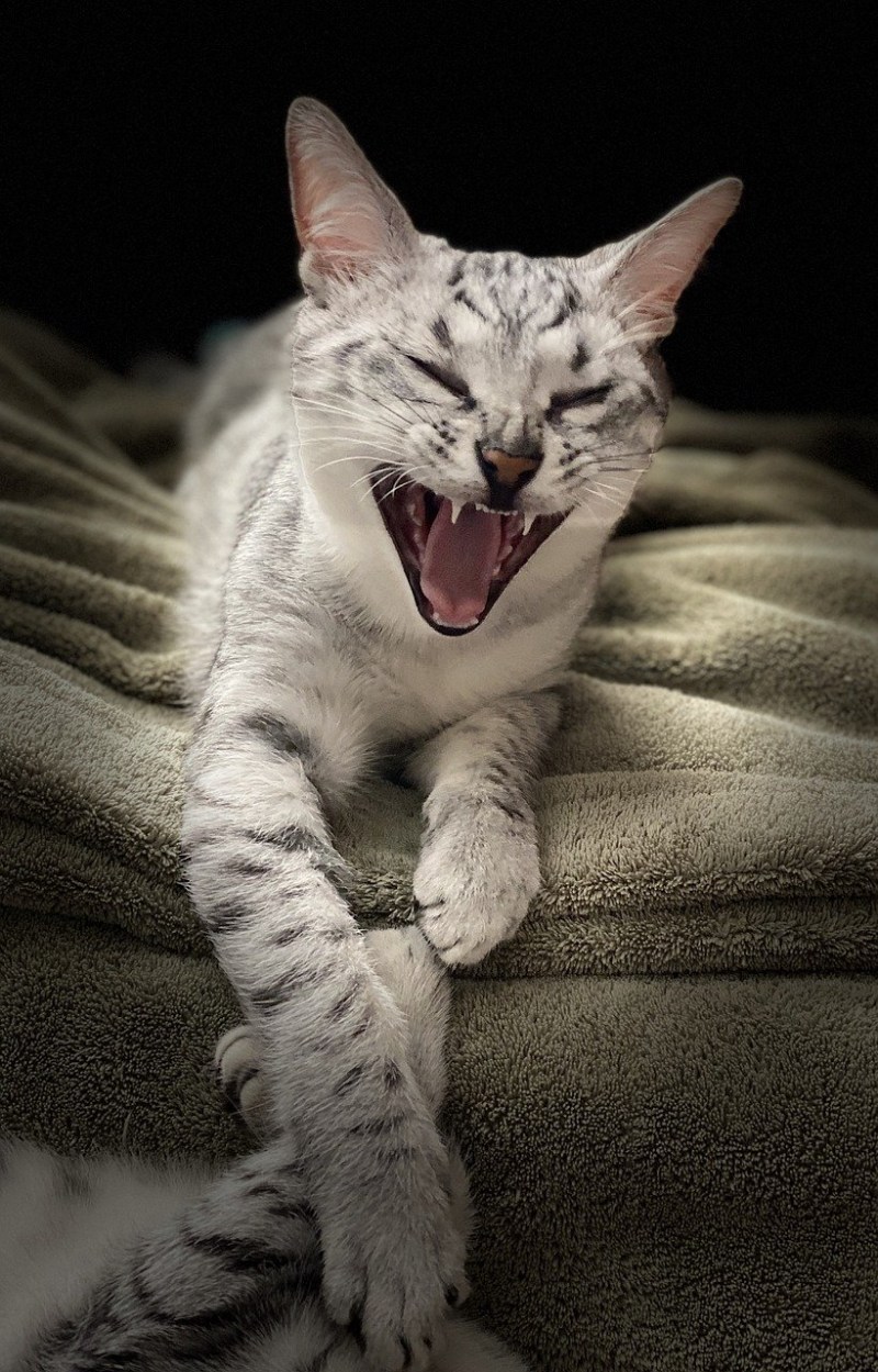 Забавные котята