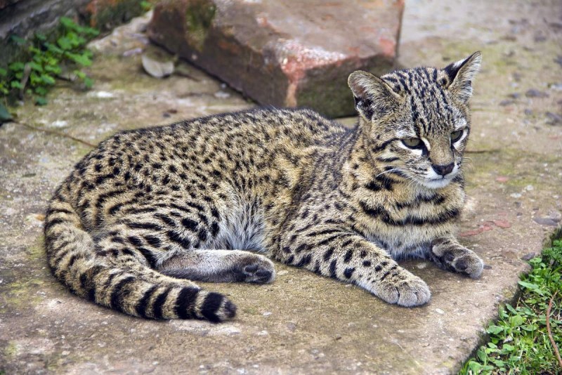 Травяная кошка leopardus Pajeros