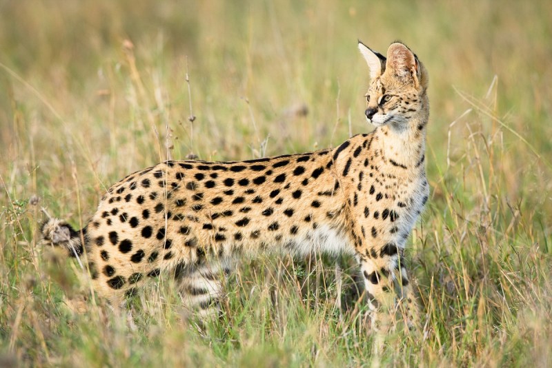 Кот сервал