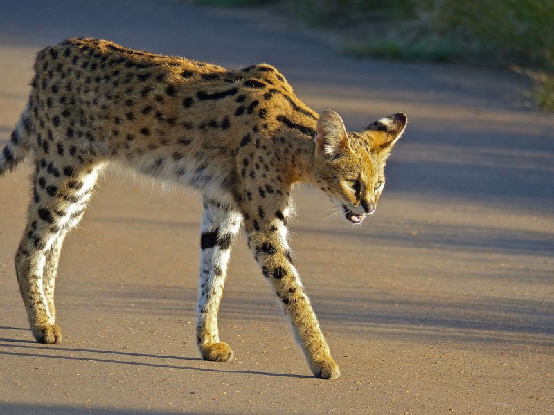 Сервал (Leptailurus Serval),