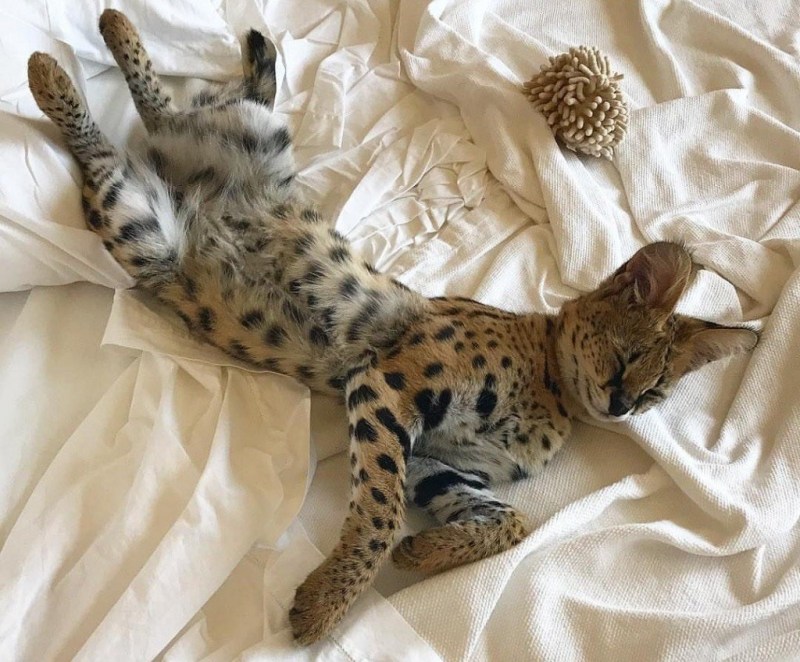 Кот сервал домашний