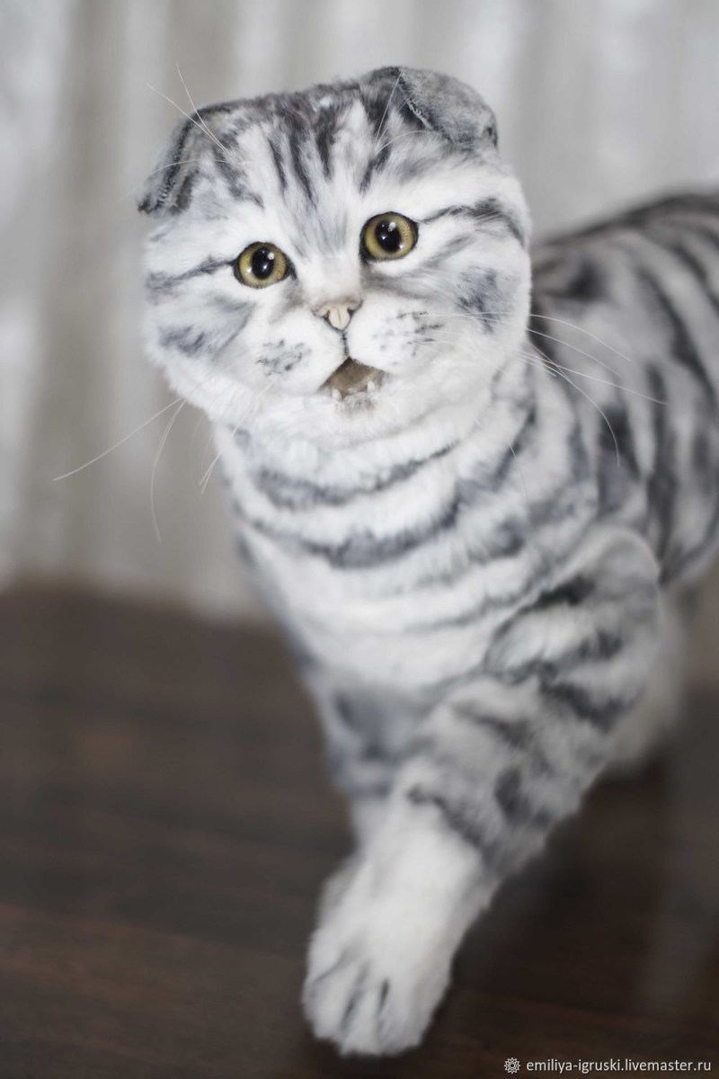 Шотландские вислоухие котята вискас
