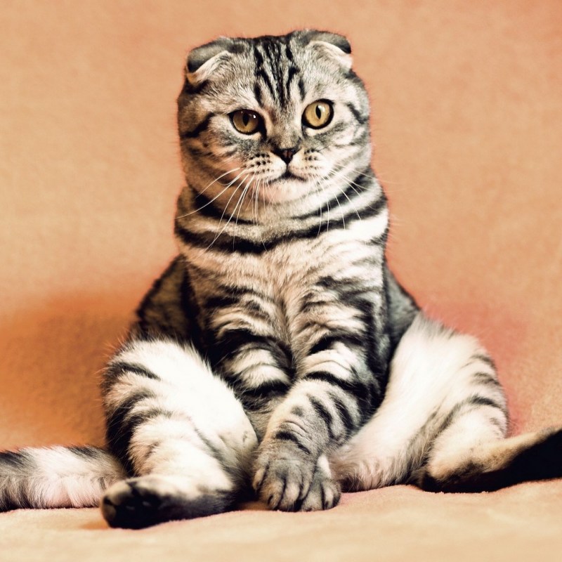 Шотландские котята вислоухие полосатые
