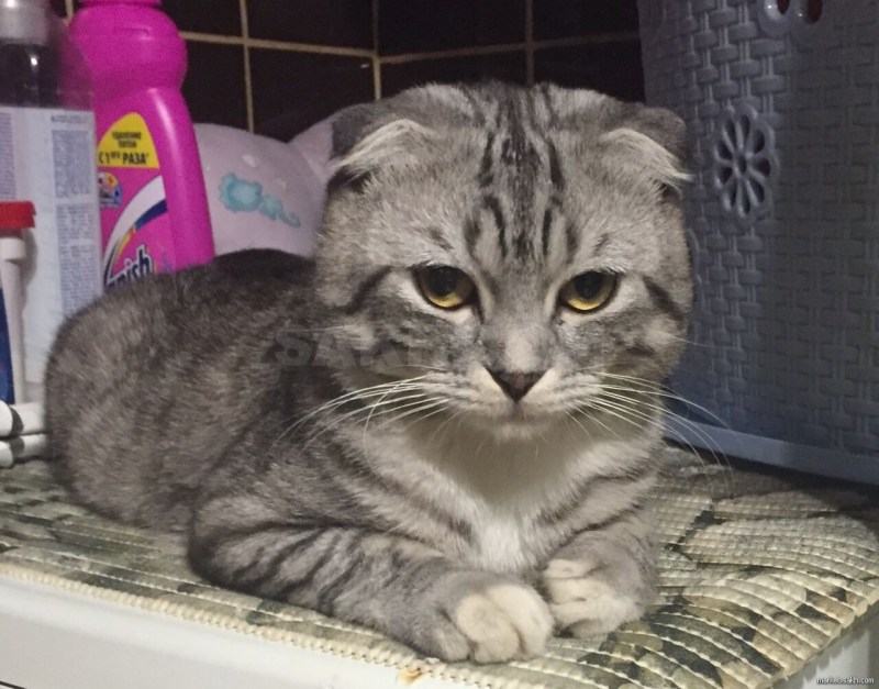 Скоттиш фолд Браун табби