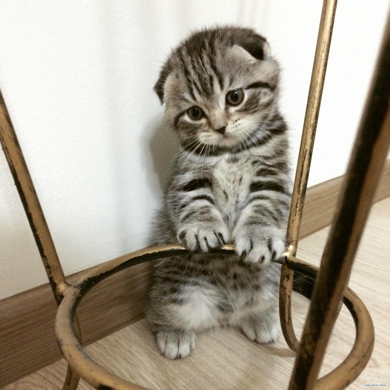 Шотландская вислоухая кошка полосатая