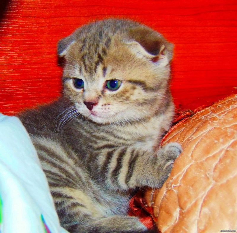 Шотландская вислоухая кошка полосатая серая