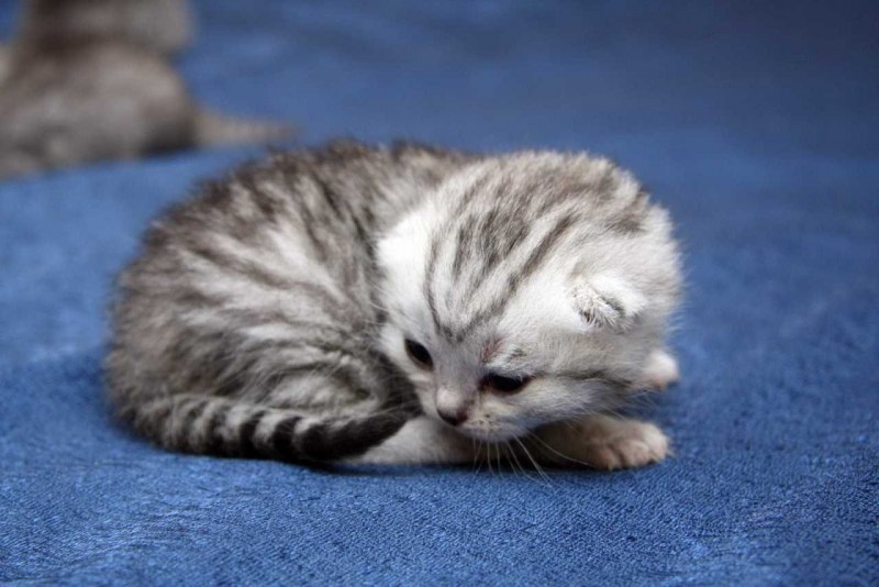 Шотландская вислоухая кошка