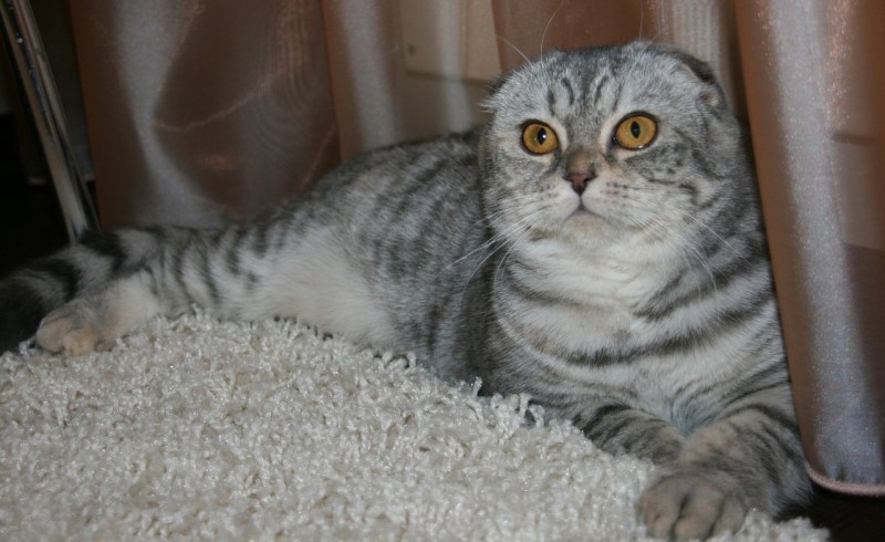 Красивые шотландки