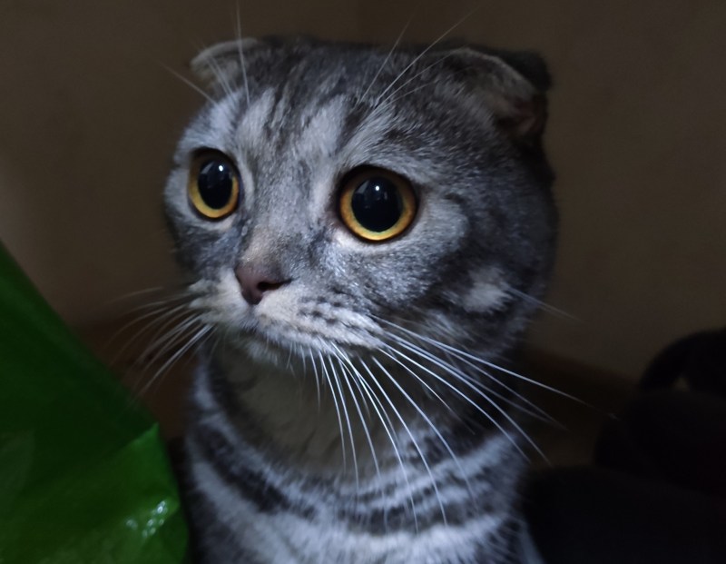 Скоттиш фолд полосатый прямоухий