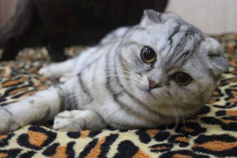 Шотландская вислоухая кошка