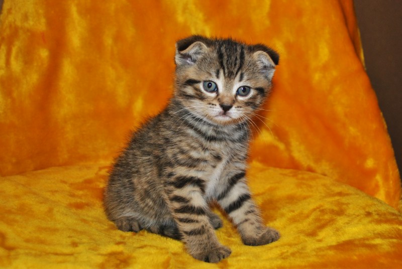 Шотландская вислоухая кошка