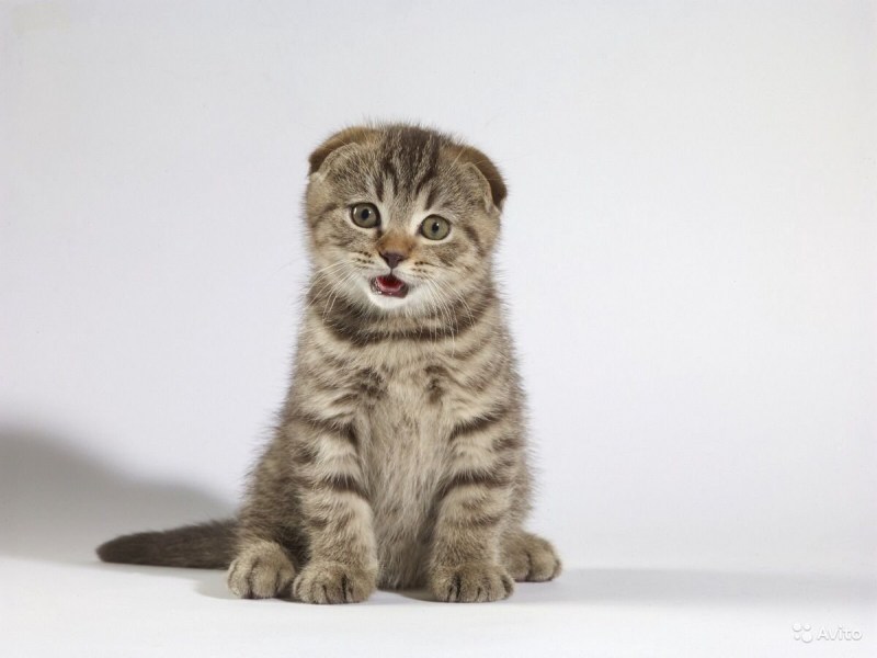 Шотландская вислоухая кошка