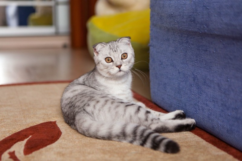 Шотландская вислоухая кошка