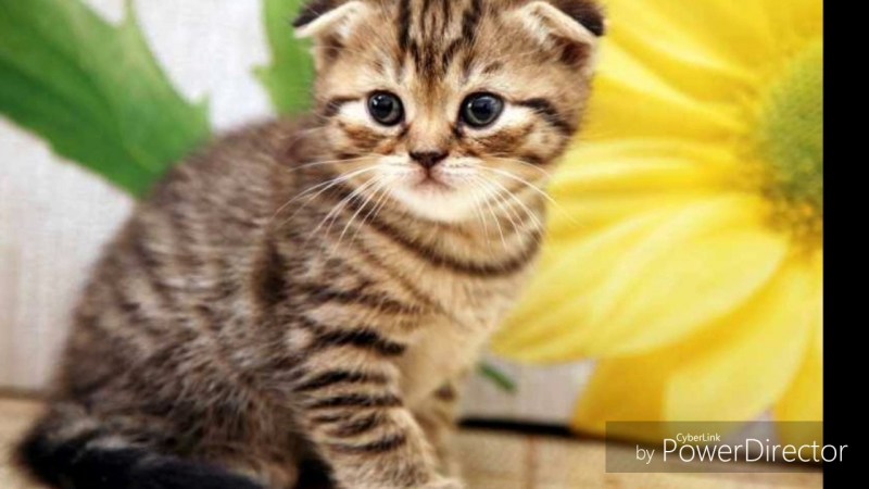 Шведская вислоухая кошка