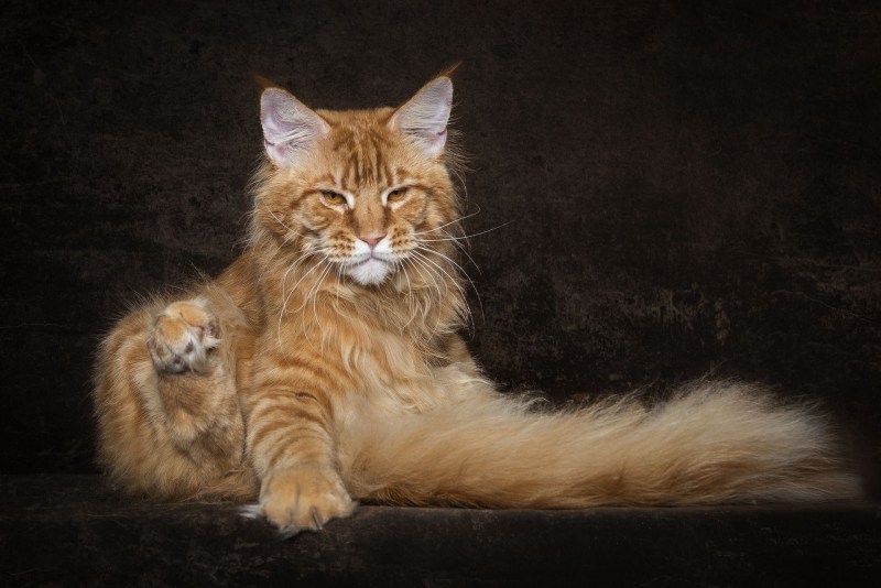 Кот Мейн кун