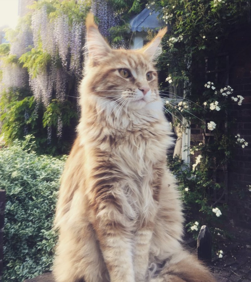 Кот Мейн кун