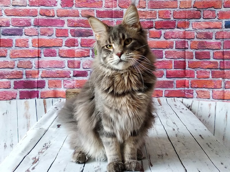 Котята породы Мейн кун