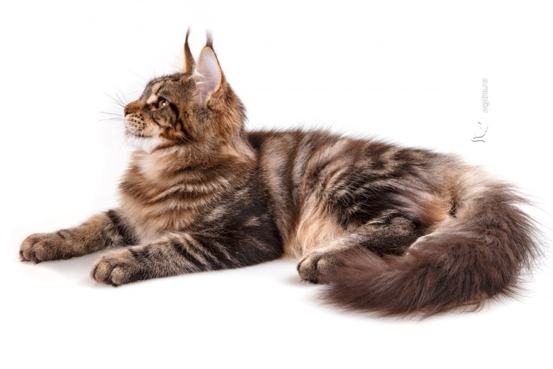 Maine Coon миндальный