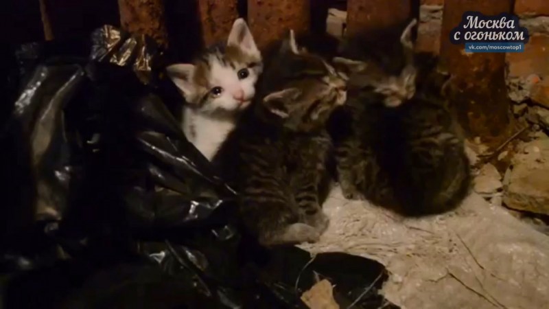 Отдам котёнка крысолова