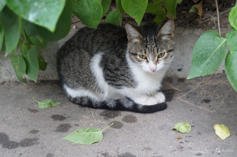 Сибирский Крысолов кошка
