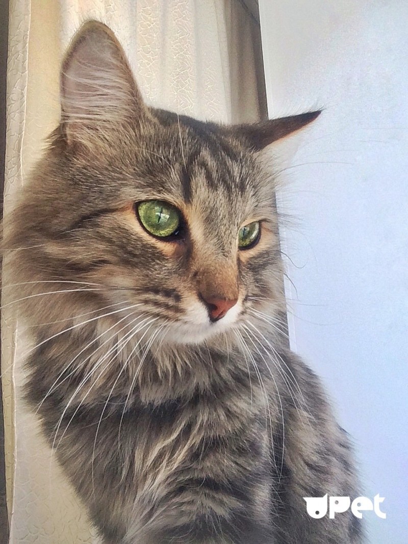 Европейская короткошерстная кошка котята