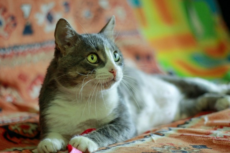 Котята мышеловы