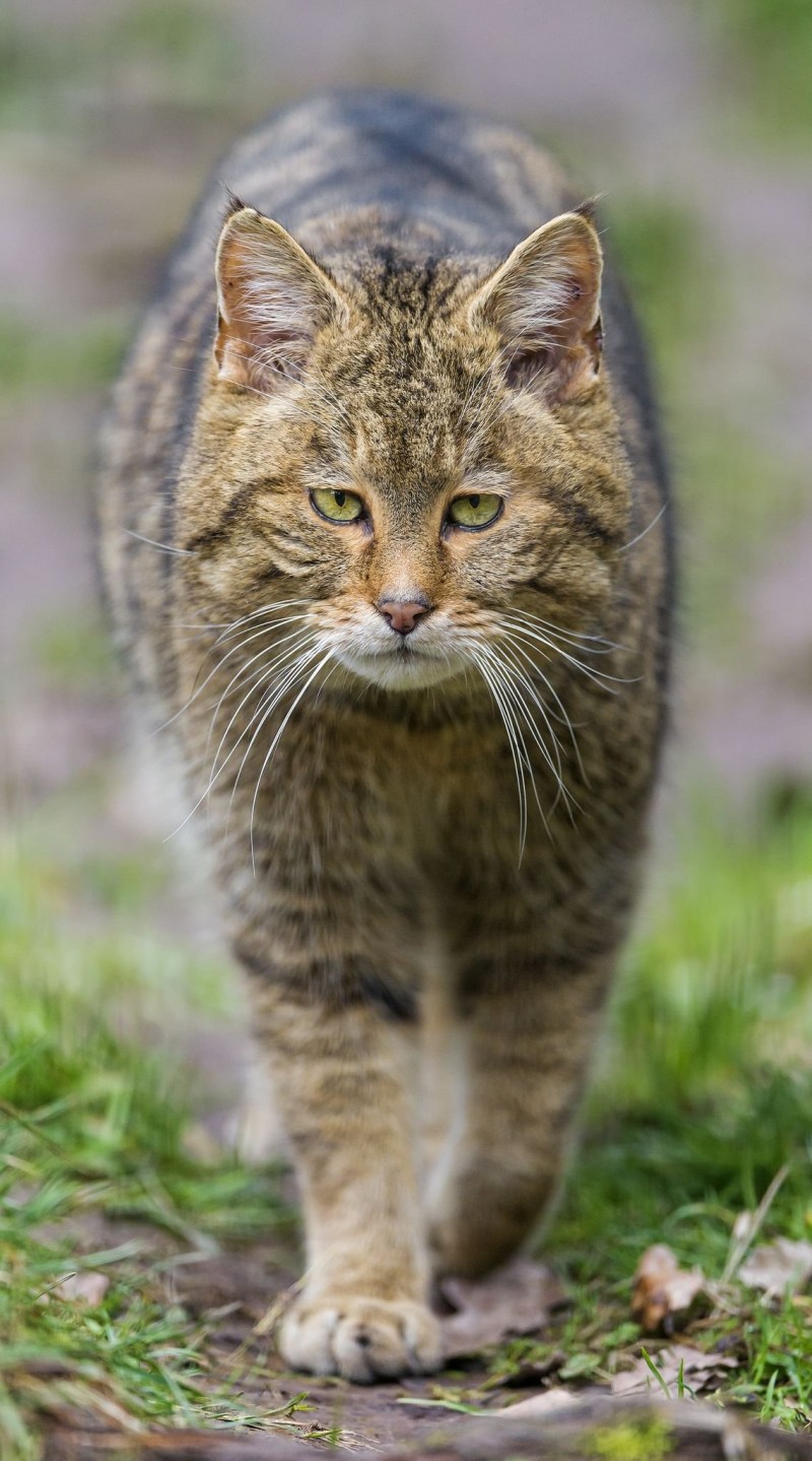 Сибирский кот короткошерстный