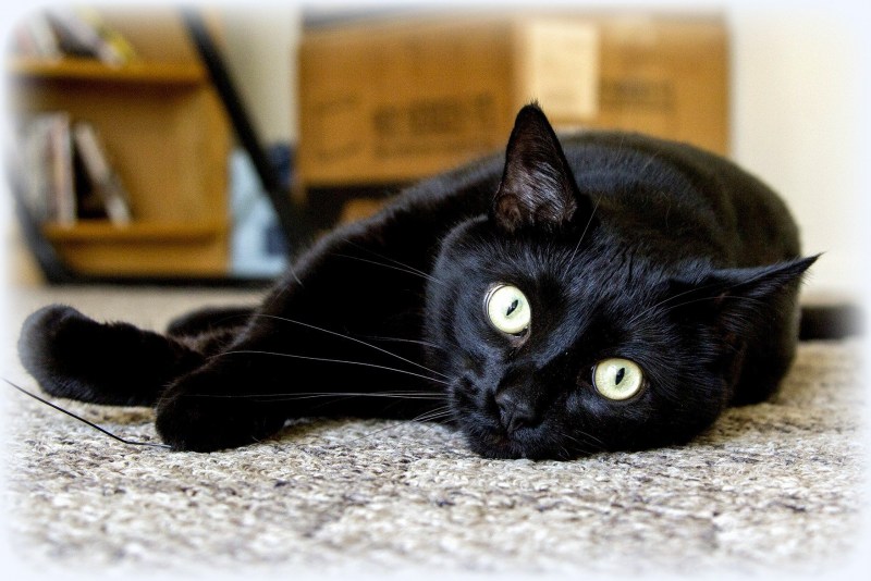 Чёрный коткороткошорстый