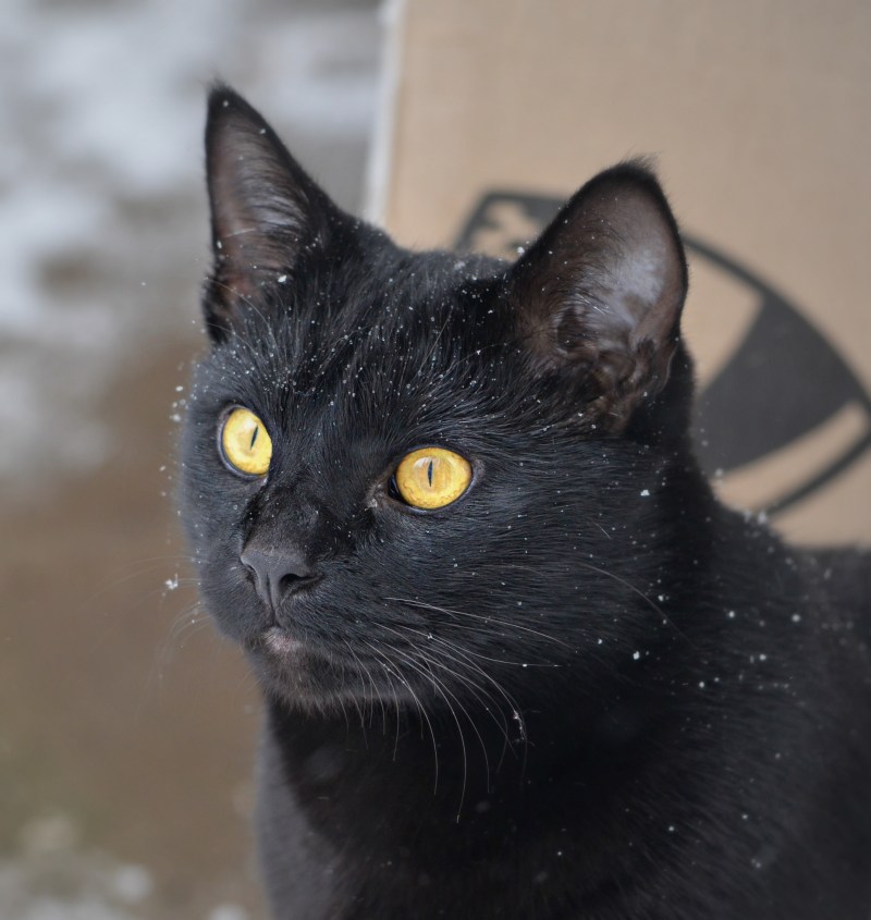 Бомбейская черная кошка