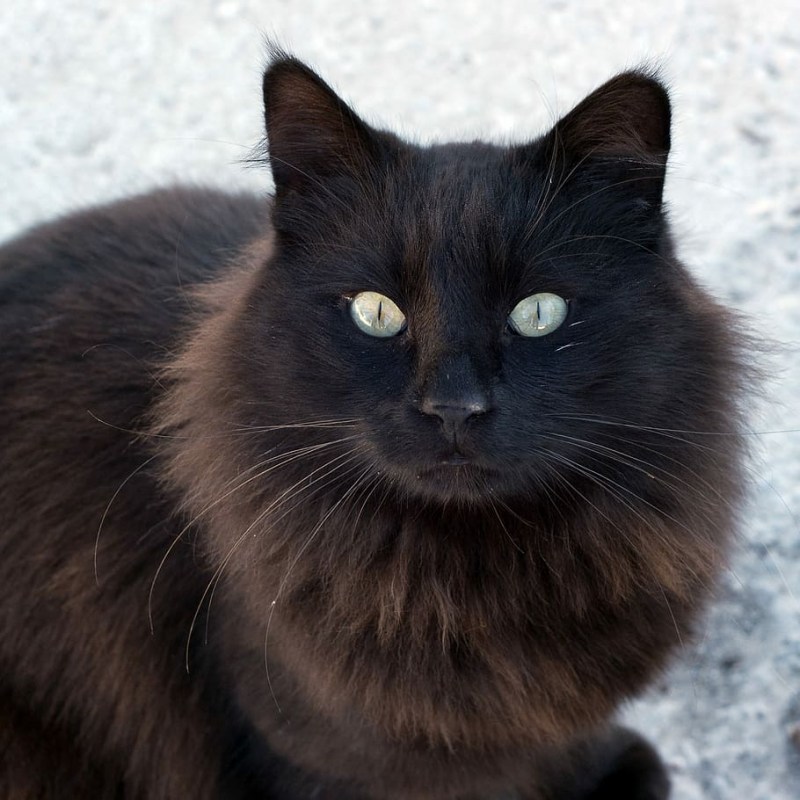 Британская Бомбейская кошка