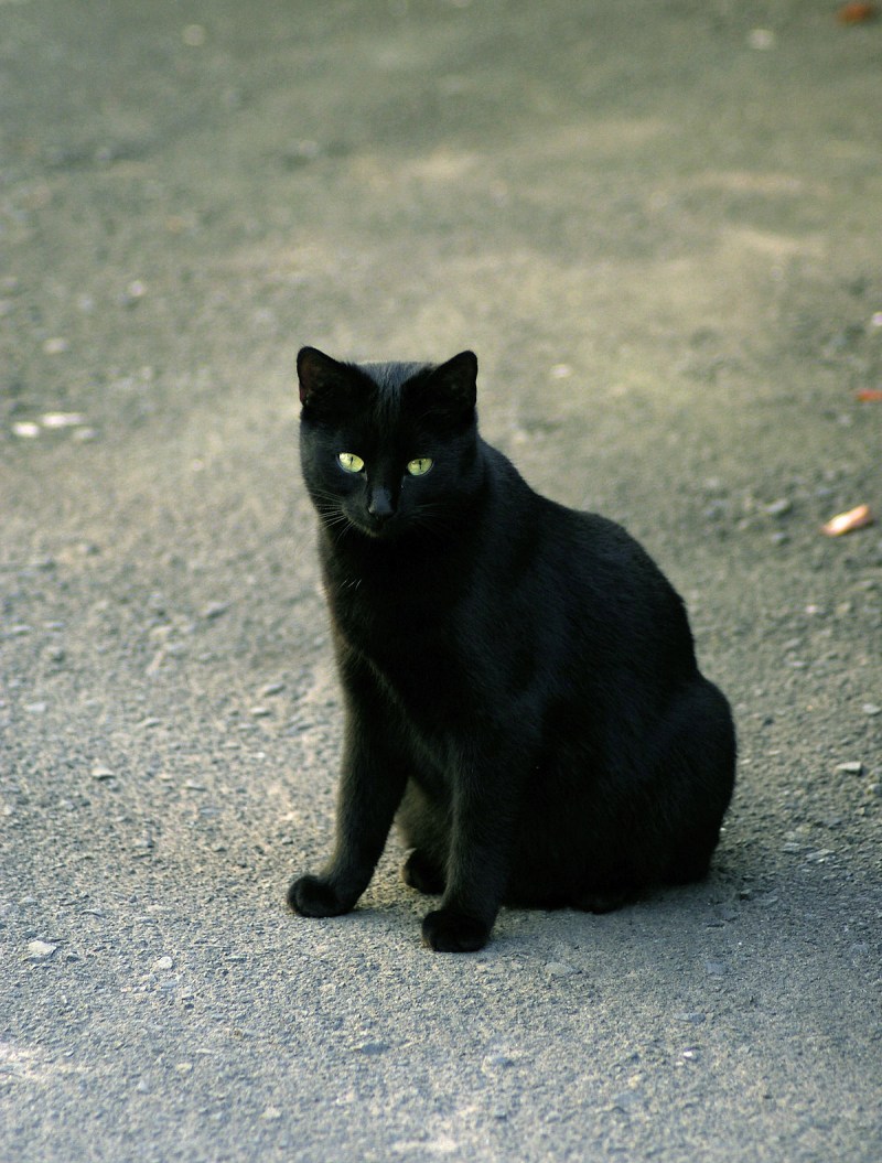 Бомбейская кошка котенок