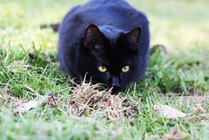 Чёрный котик