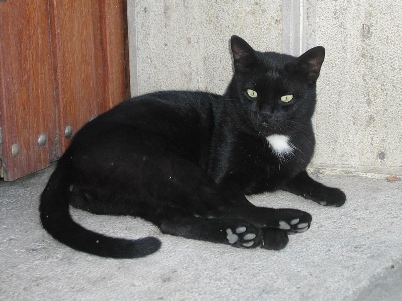 Черная кошка 13