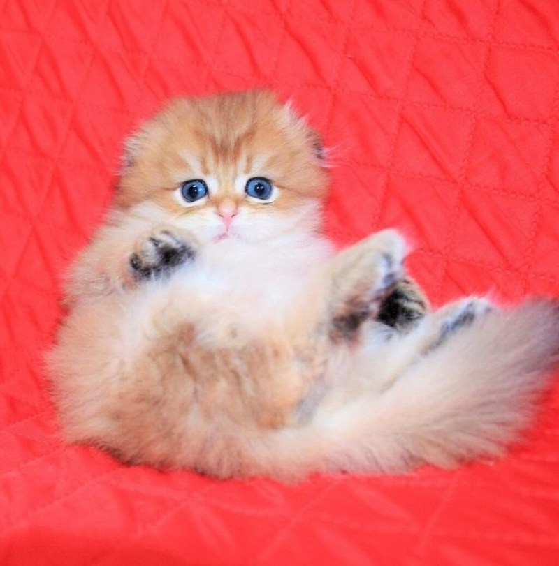 Highland Fold кошка