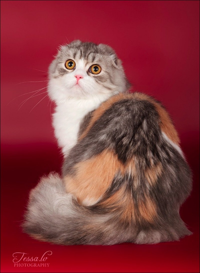 Шотландский вислоухий длинношерстный котенок