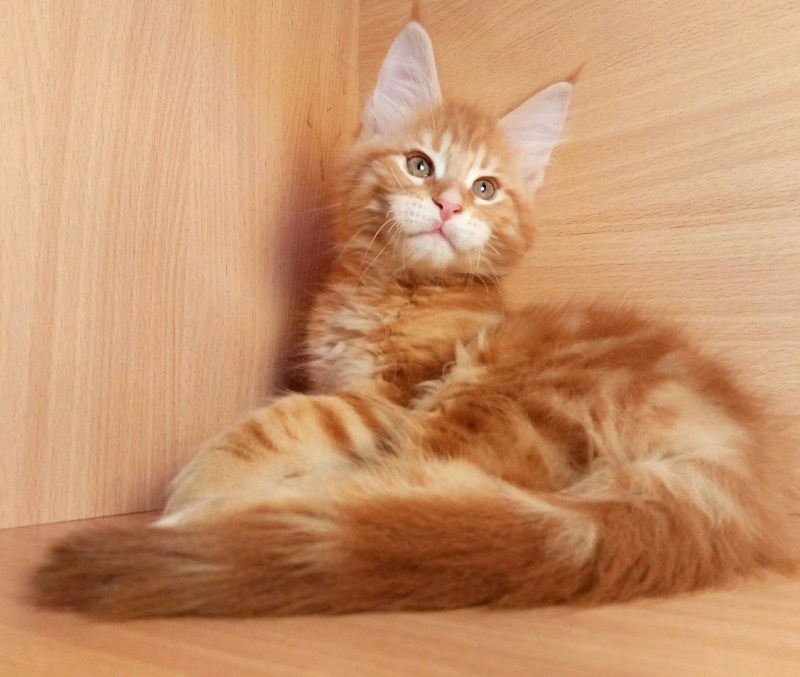 Котята Мейн-кун персиковый окрас тигровый