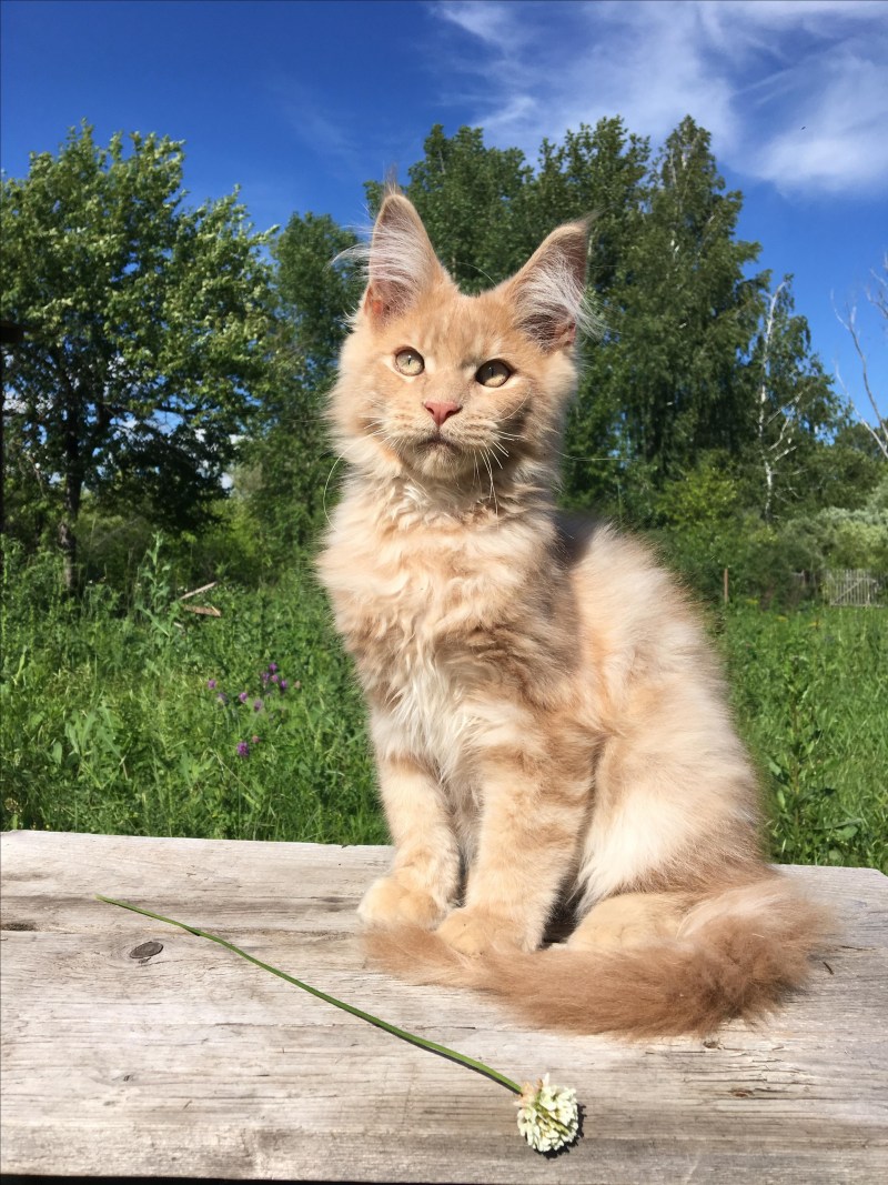 Кошка Мейн кун кремовая