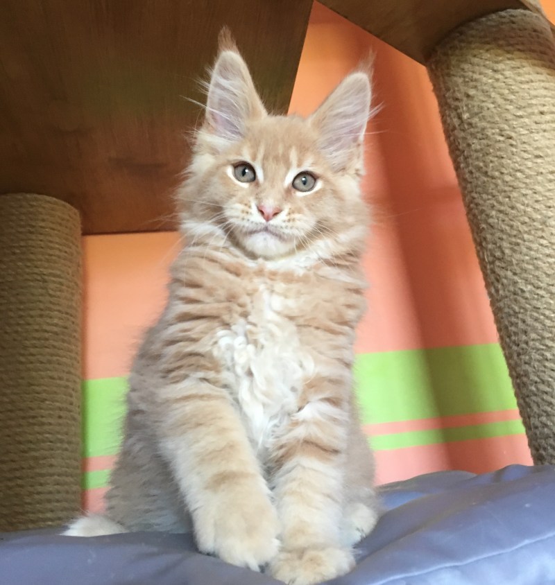 Персиковые котята Мейн куна
