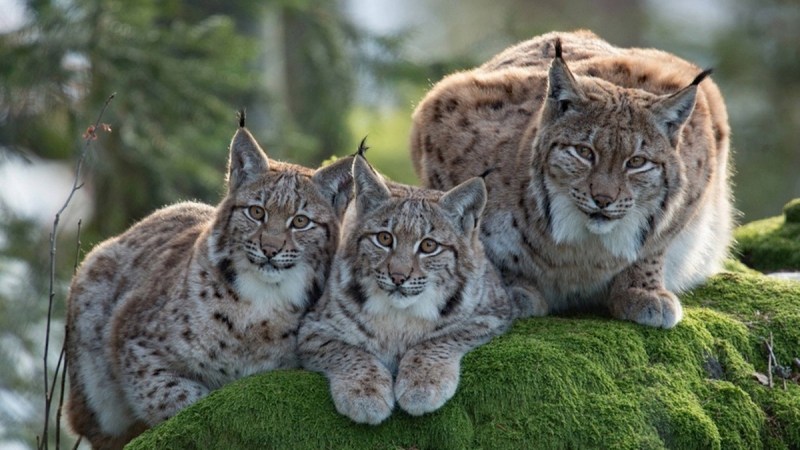 Lynx Рысь