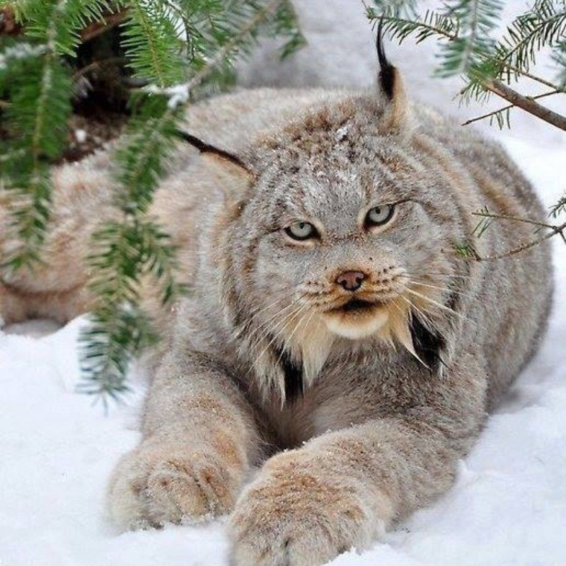 Канадская Рысь Lynx canadensis