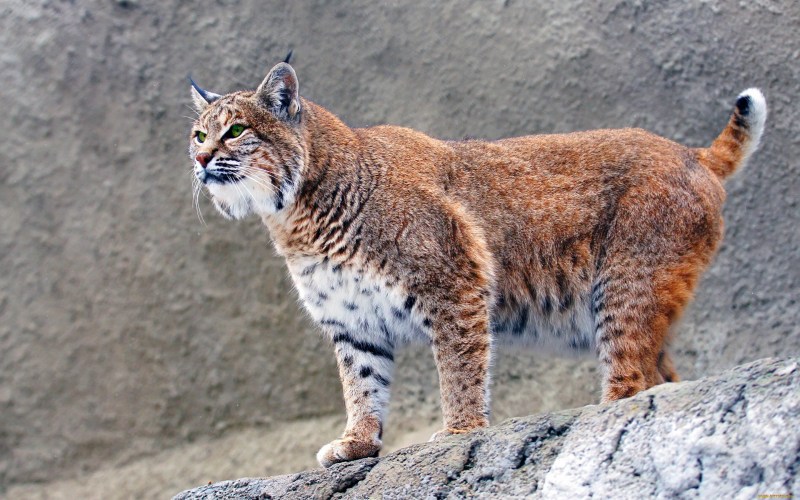 Амурская Рысь