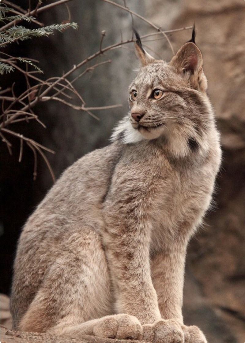 Canadian Lynx Bobcat